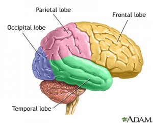 lobes-of-the-brain